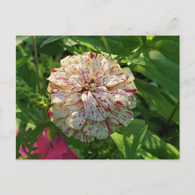 Zinnia postcard (Front)