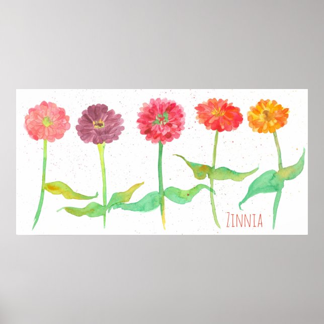 Zinnia Watercolor Flowers Poster (Front)