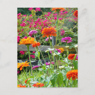 "Zinnias 1." Postcard