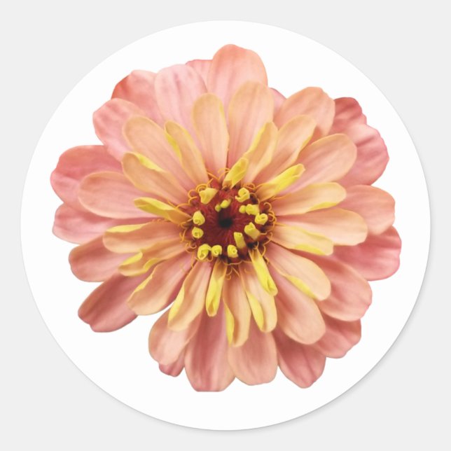 Zinnias Floral Flower Nature Photography Classic Round Sticker (Front)