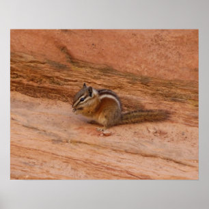 Zion Chipmunk on Red Rocks Poster