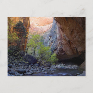 Zion Narrows Postcard