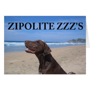 ZIPOLITE ZZZ'S
