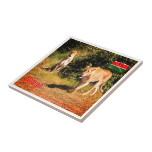 zKE005 KENYA, Lions, Africa, Ceramic Tile