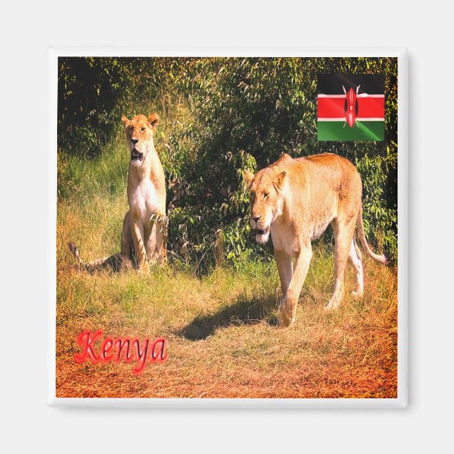 zKE005 KENYA, Lions, Africa, Fridge Magnet (Front)