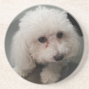 zoe coaster