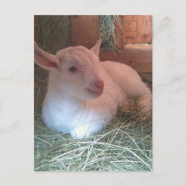 Zoe's Doelings Postcard (Front)