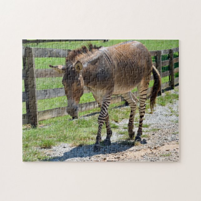 Zonkey part zebra and donkey jigsaw puzzle (Horizontal)