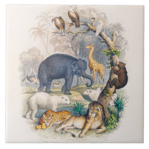 zoo, animal, cute, animals, nature, wildlife kids ceramic tile