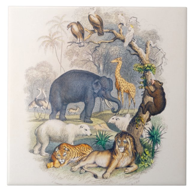 zoo, animal, cute, animals, nature, wildlife kids ceramic tile (Front)
