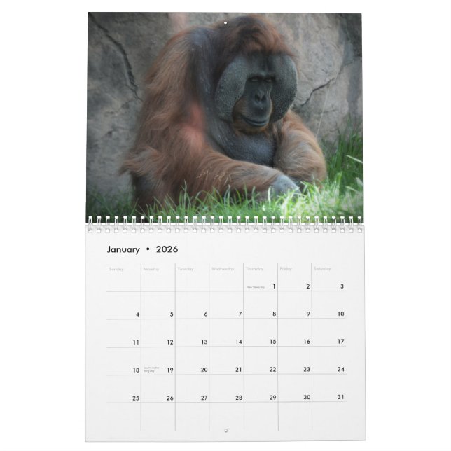 Zoo Animal Fun Calendar (Jan 2026)