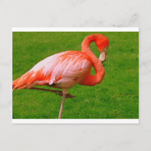 Zoo Animals Postcard