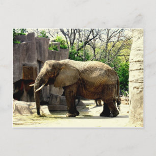 Zoo Animals Postcard