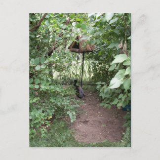 Zoo Bird house Postcard