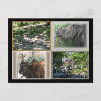 Zoo Life Postcard