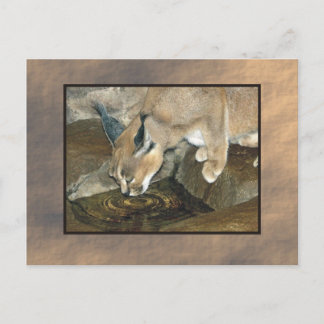 zoo lynx postcard