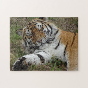 Zoo Puzzle: Beautiful Tiger Jigsaw Puzzle