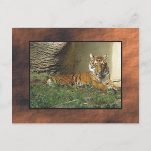 zoo, tiger postcard