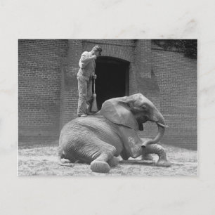 Zookeeper Sweeping an Elephant, 1922 Postcard