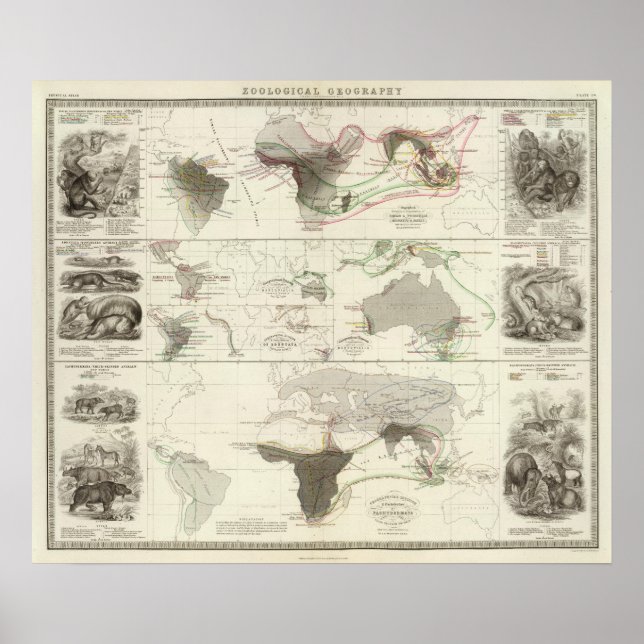 Zoological geography poster (Front)