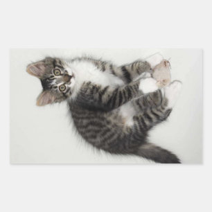 Zorro and His Mouse Stickers