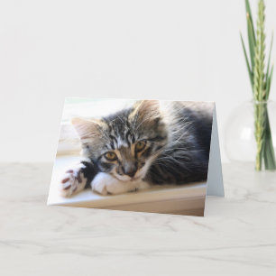 Zorro By The Window Anniversary Card