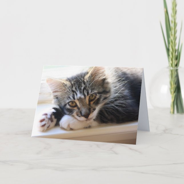 Zorro By The Window Blank Greeting Card (Front)