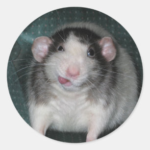 Zorro Classic Round Sticker