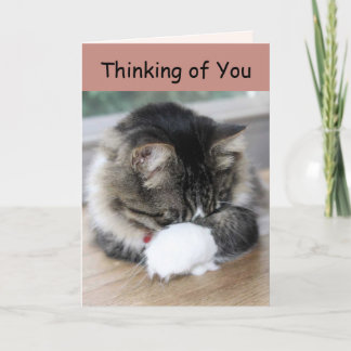 Zorro Kitty Thinking of You Card