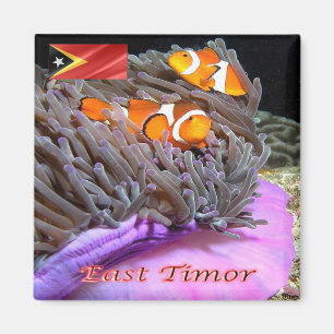 zTL009 ANEMONEFISH of East Timor, Asia, Fridge Magnet