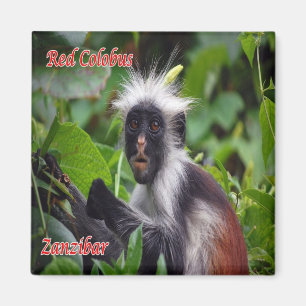 zTZ010 ZANZIBAR, Red Colobus, Tanzania, Fridge Magnet