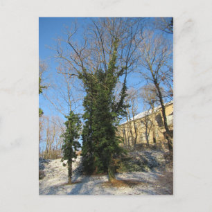 Zugewachsener Baum Postcard
