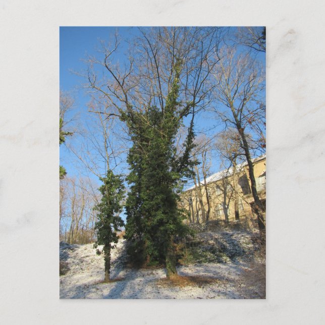 Zugewachsener Baum Postcard (Front)