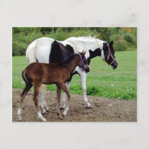 zura3 postcard