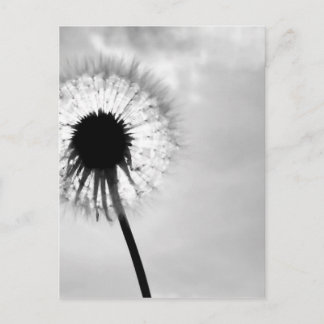 Zwart wit Paardebloem Black and White Dandelion Postcard