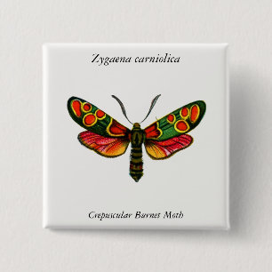 Zygaena carniolica - The Crepuscular Burnet Moth 15 Cm Square Badge