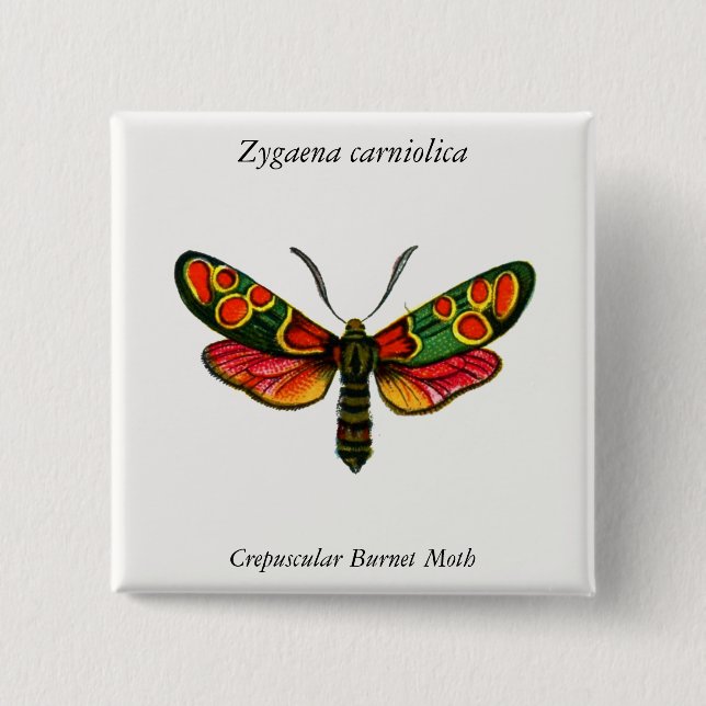 Zygaena carniolica - The Crepuscular Burnet Moth 15 Cm Square Badge (Front)