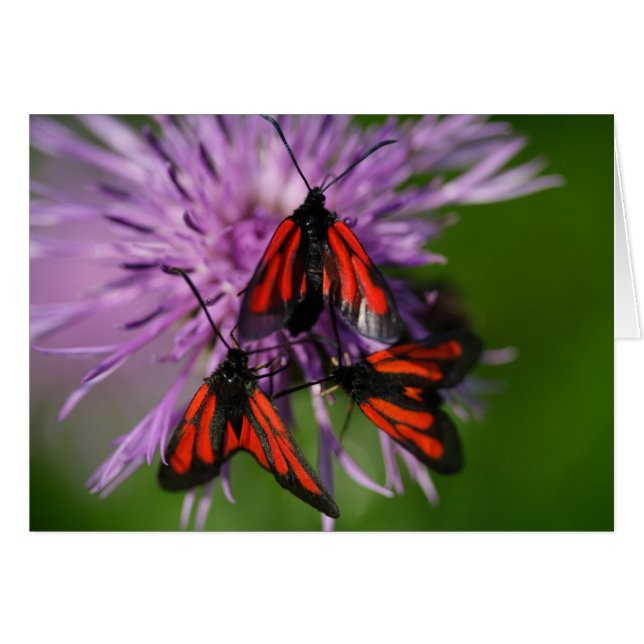 Zygaena purpuralis (Front Horizontal)