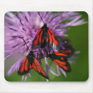 Zygaena purpuralis mouse pad