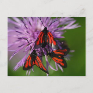 Zygaena purpuralis postcard