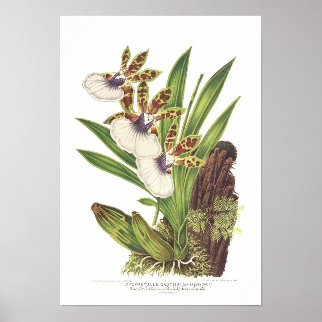 Zygopetalum gautieri poster (Front)