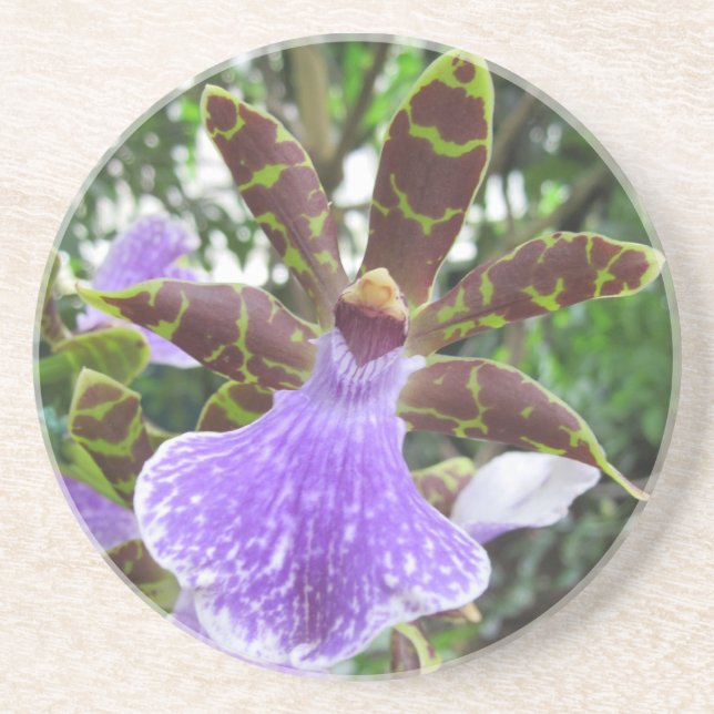 Zygopetalum Orchid Coasters (Front)