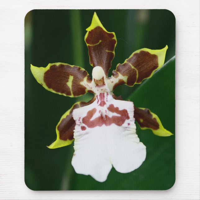 Zygopetalum Orchid Mouse Pad (Front)