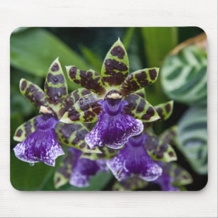 Zygopetalum Orchid Mousepad