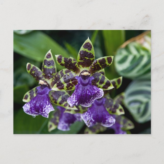 Zygopetalum Orchid Postcard (Front)