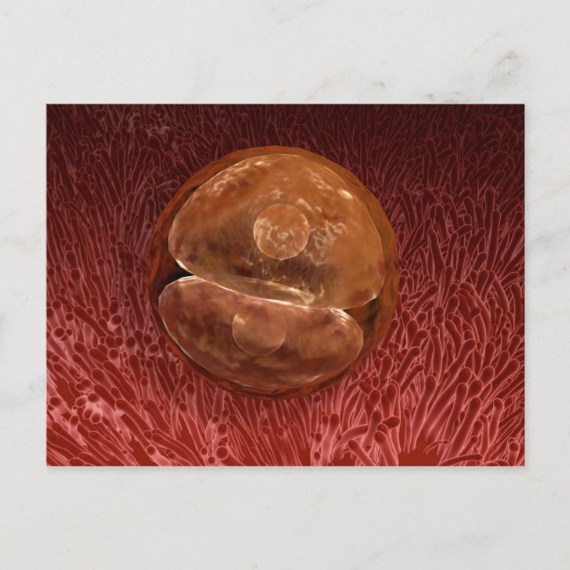 Zygote Development: 24-36 Hours Postcard (Front)